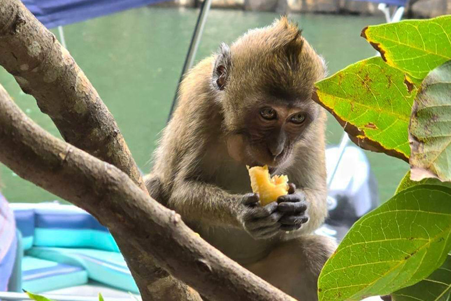 rs_pics__0000_grse-monkey