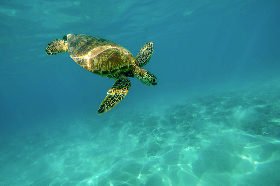 rs_pics__0002_tortoise-2