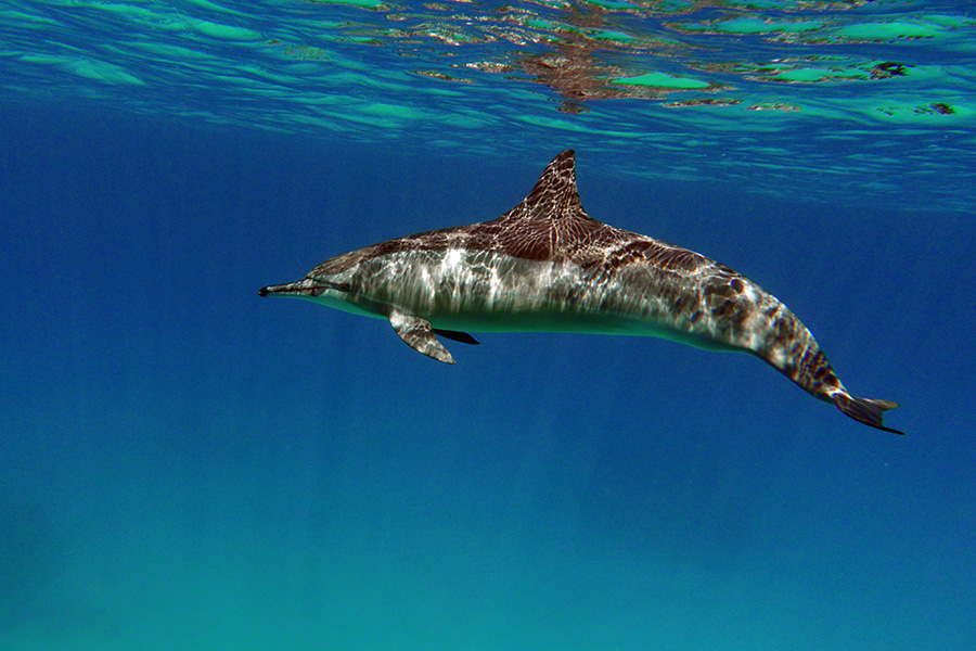 rs_pics__0004_dolphin-1